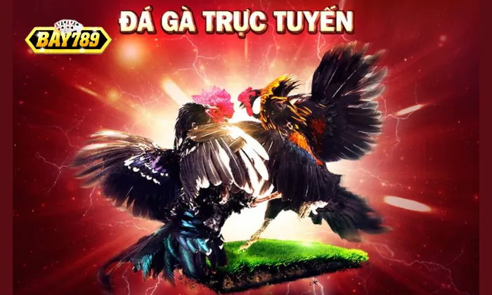 Mẹo soi kèo đá gà từ kê thủ