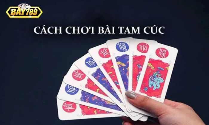 Tam Cúc là gì So kè điểm trong bài Tam Cúc